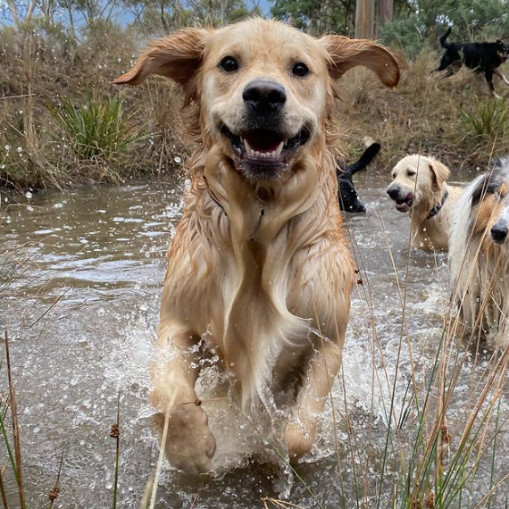 A group of dogs running in the water, featuring a brand design logo.